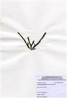 藏品(臺灣松藻)的圖片